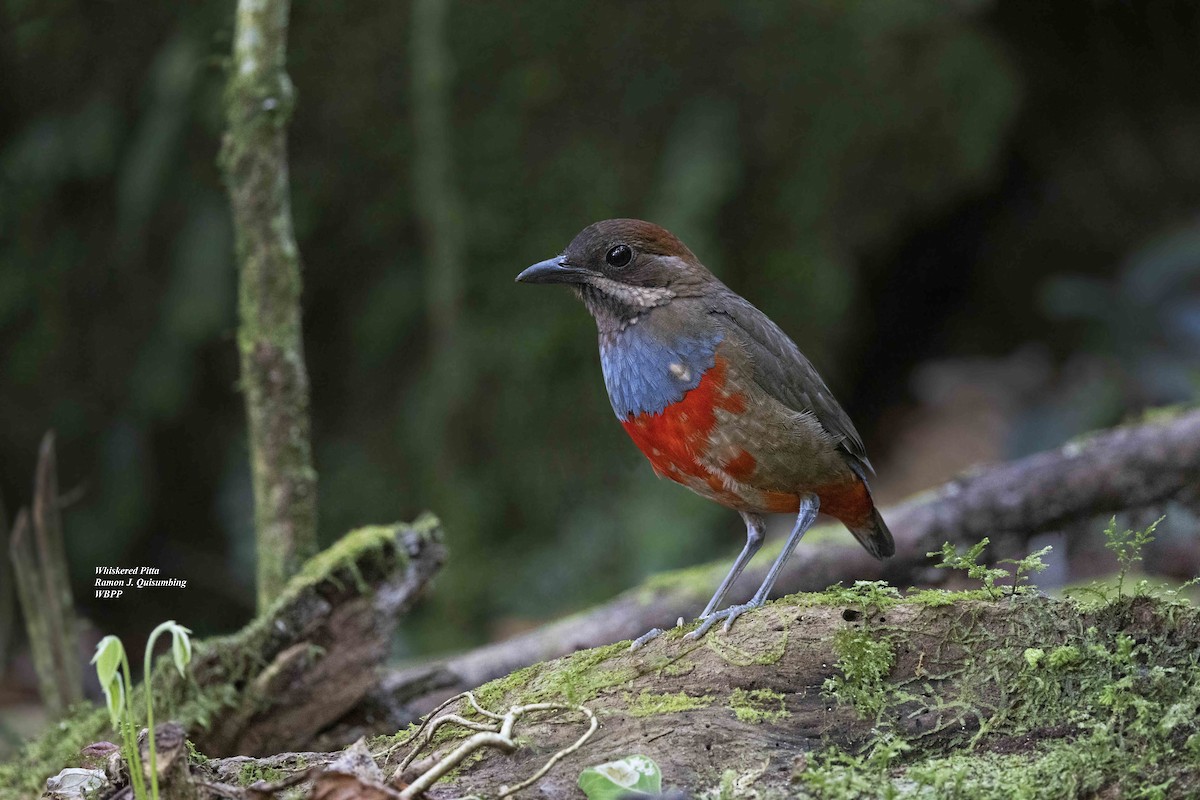 Whiskered Pitta - ML619611637