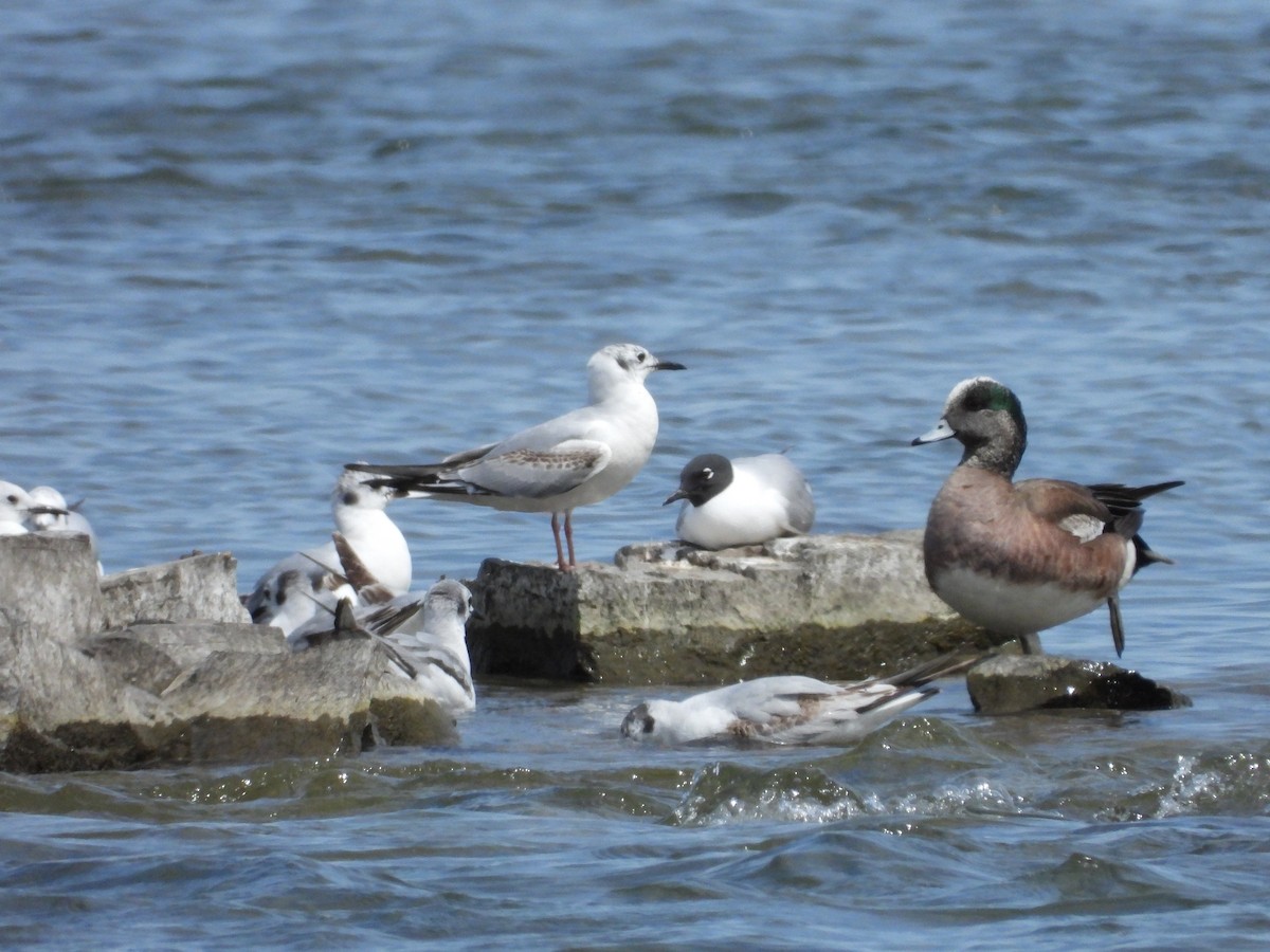 American Wigeon - ML619611639