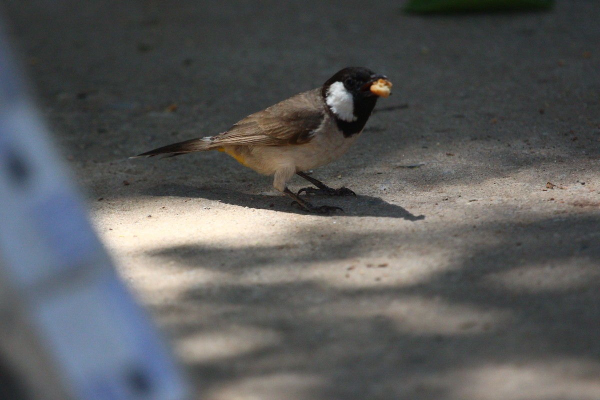 Bulbul à oreillons blancs - ML619611640