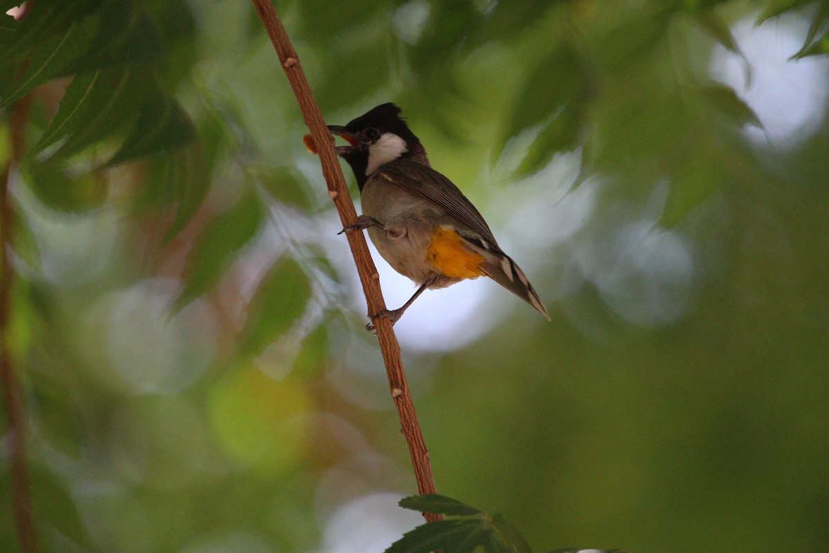 Bulbul à oreillons blancs - ML619611642