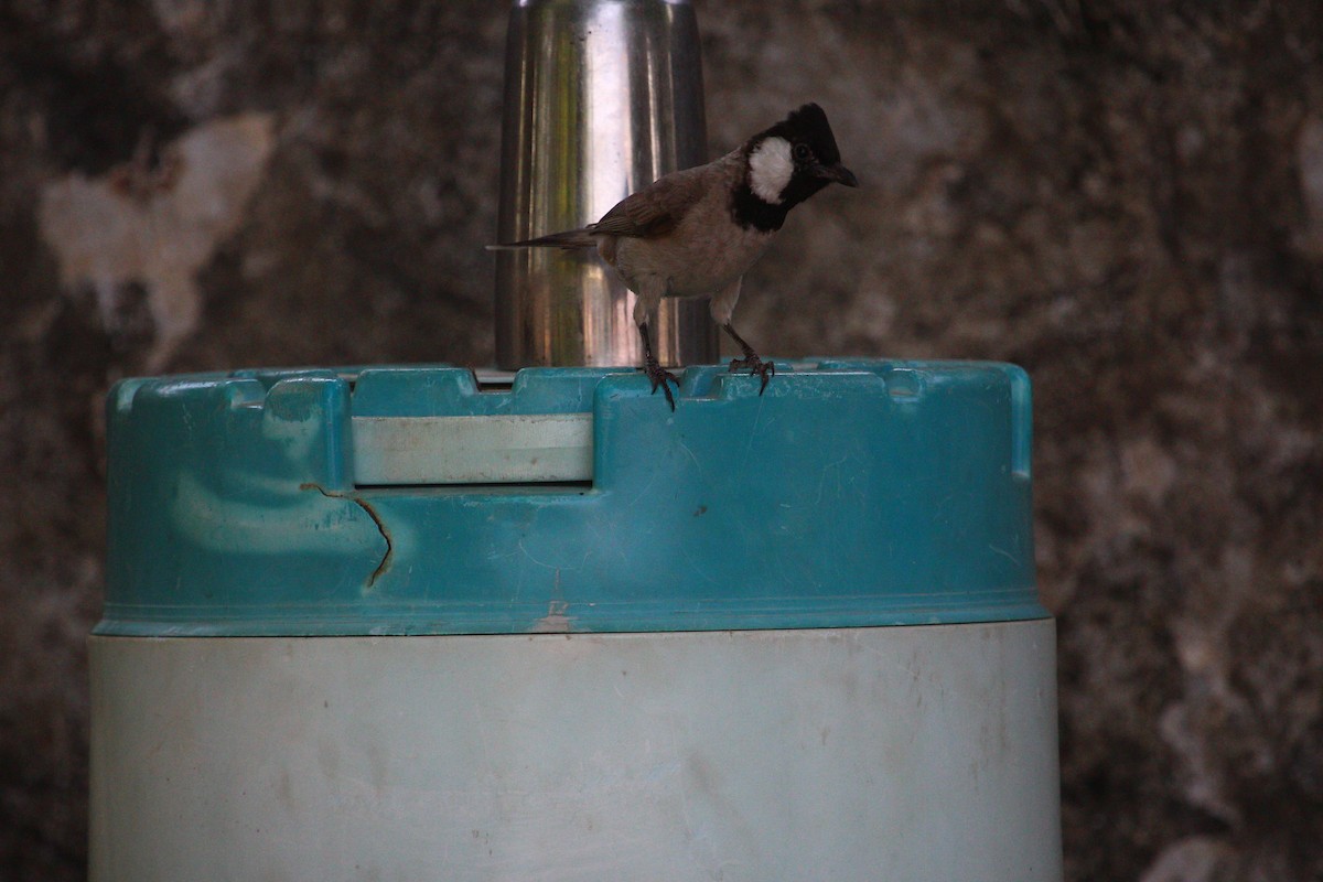 White-eared Bulbul - ML619611643