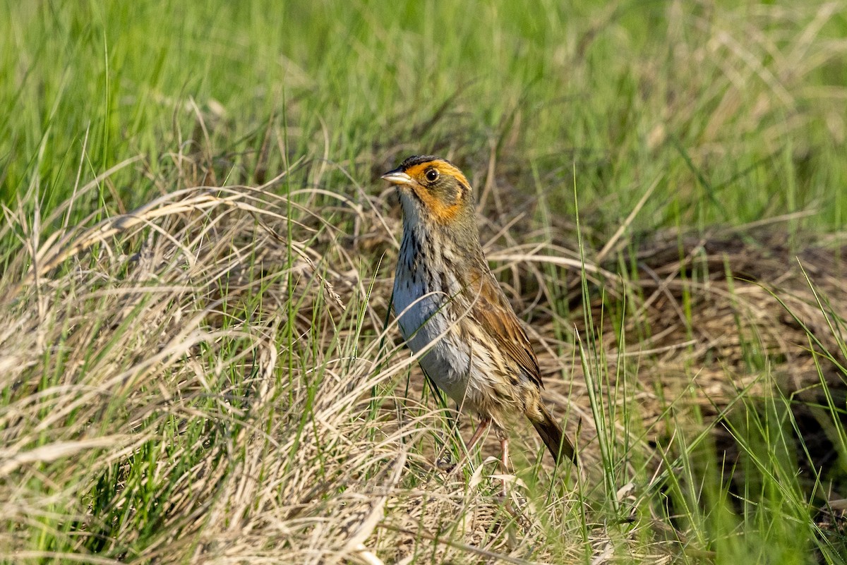 Saltmarsh Sparrow - ML619611645