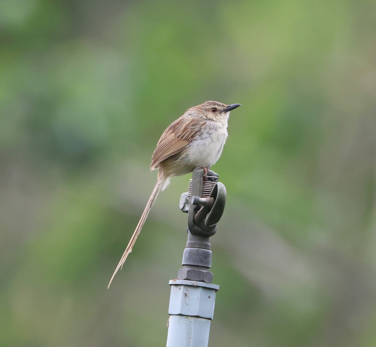 Striped Prinia - Simon Pinder