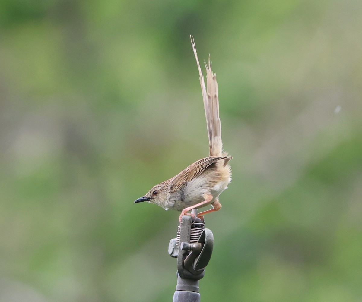 Striped Prinia - ML619611647