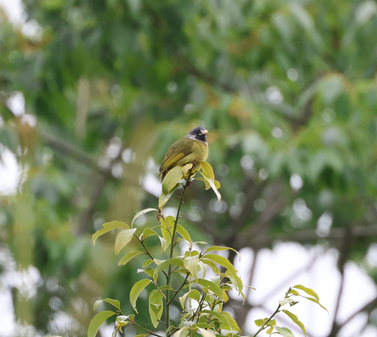 Collared Finchbill - Simon Pinder