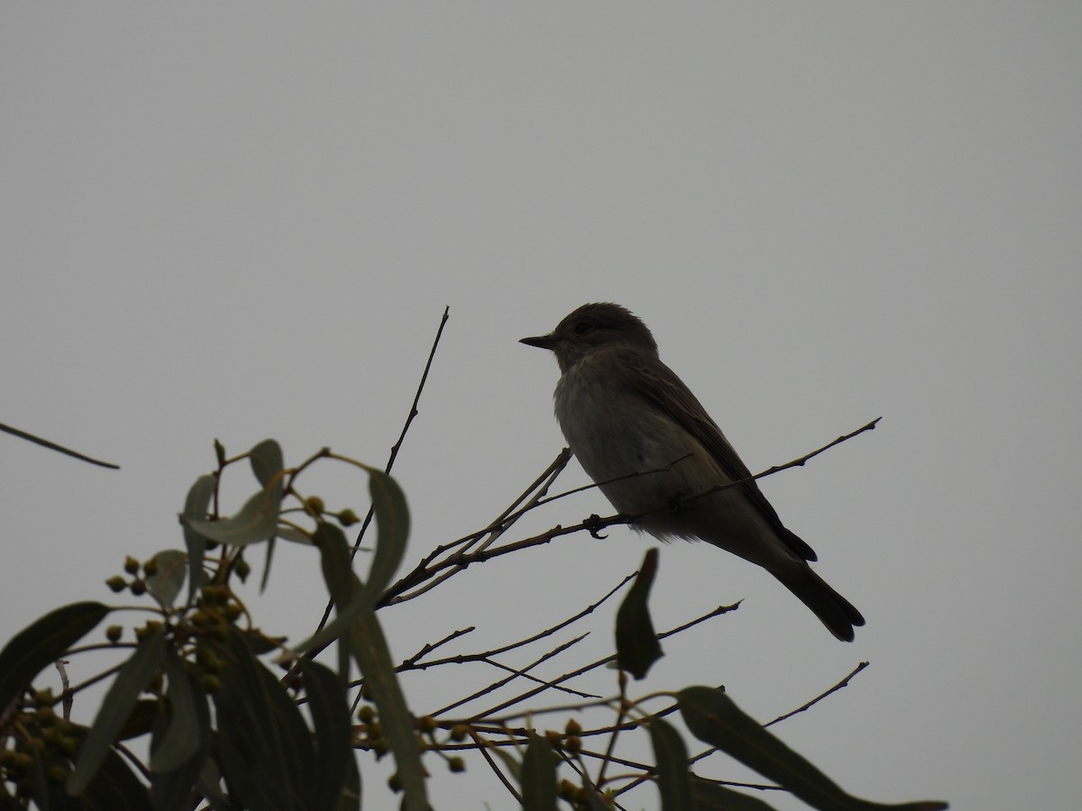 Spotted Flycatcher - George Watola