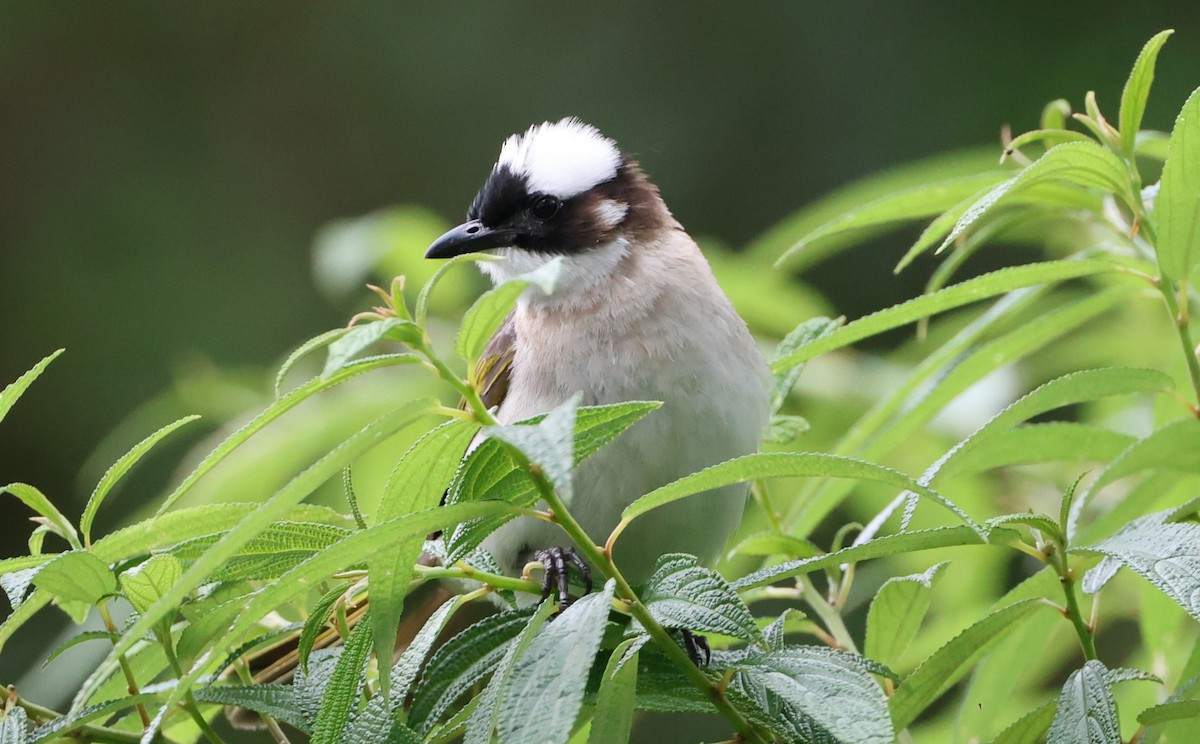 Light-vented Bulbul - Simon Pinder