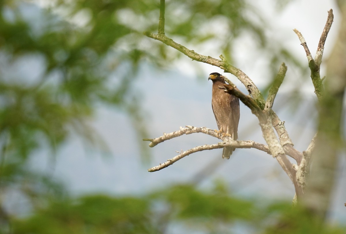 Crested Serpent-Eagle - Nathanael Poffley