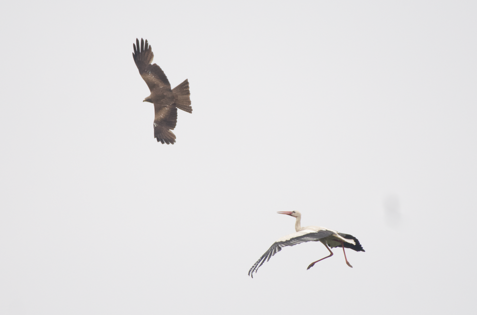 Black Kite - ML619611665