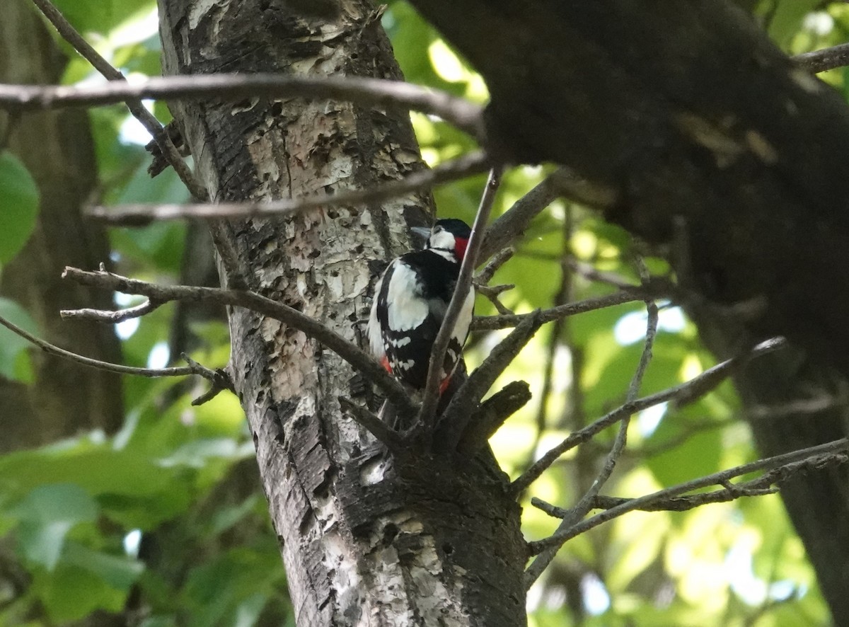 Great Spotted Woodpecker - Juan Ramírez