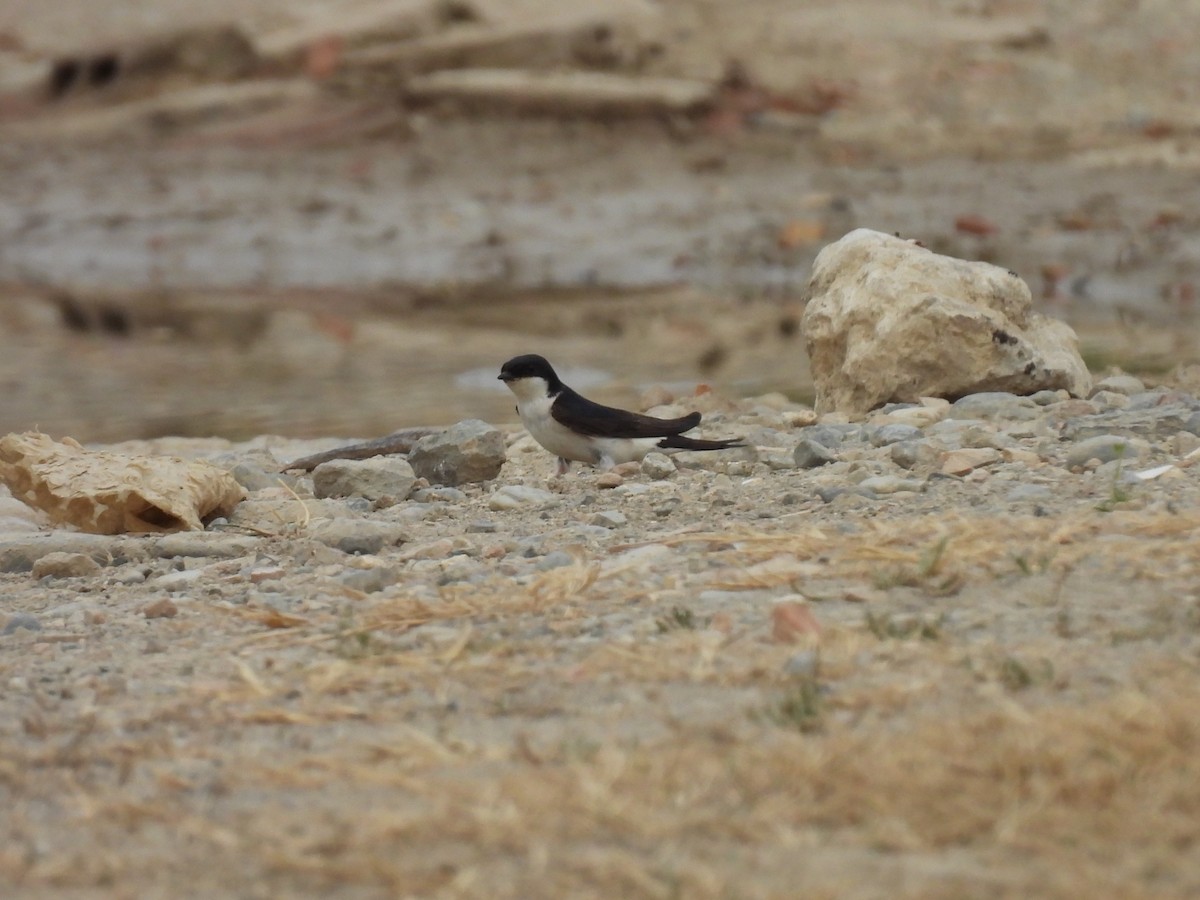 Western House-Martin - George Watola