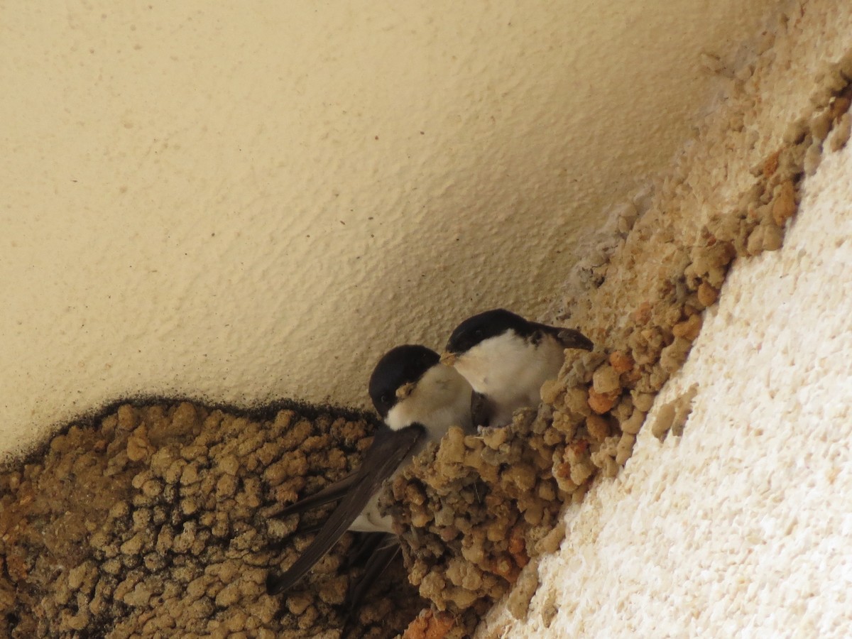 Western House-Martin - Martín Rodríguez Arenaz