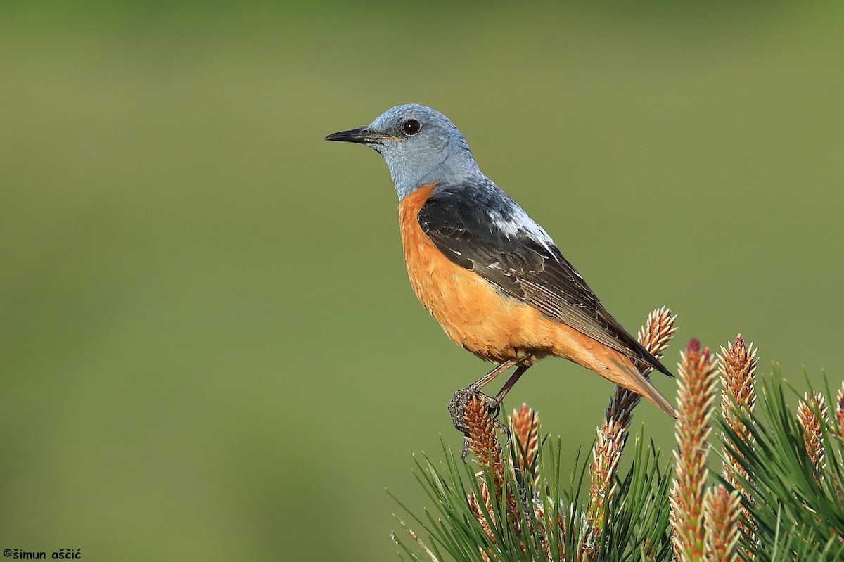 Rufous-tailed Rock-Thrush - ML619611682