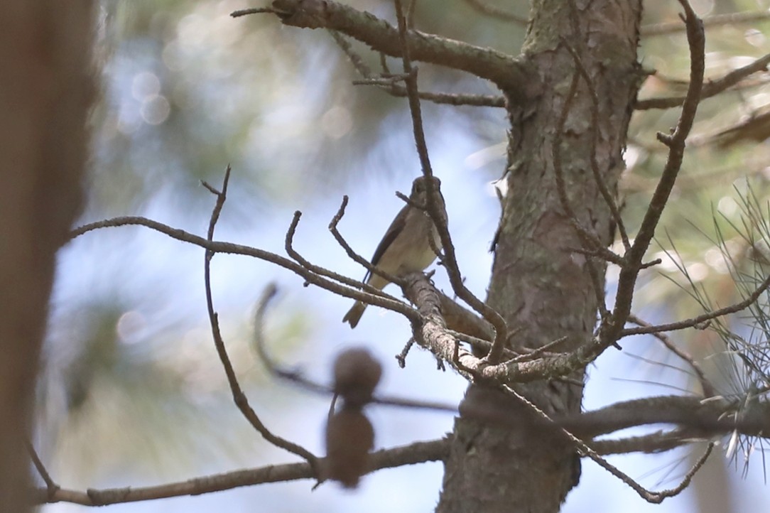 Asian Brown Flycatcher - Starlit Chen