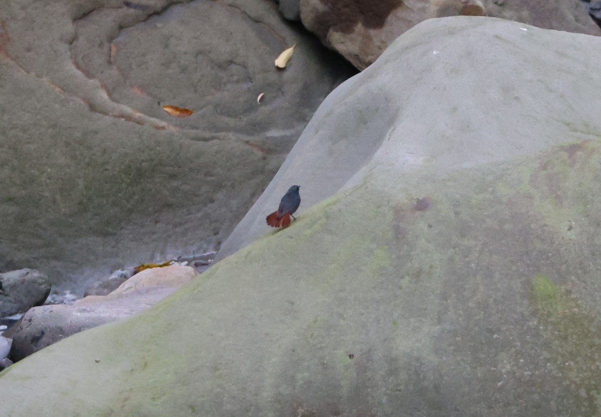 Plumbeous Redstart - Simon Pinder