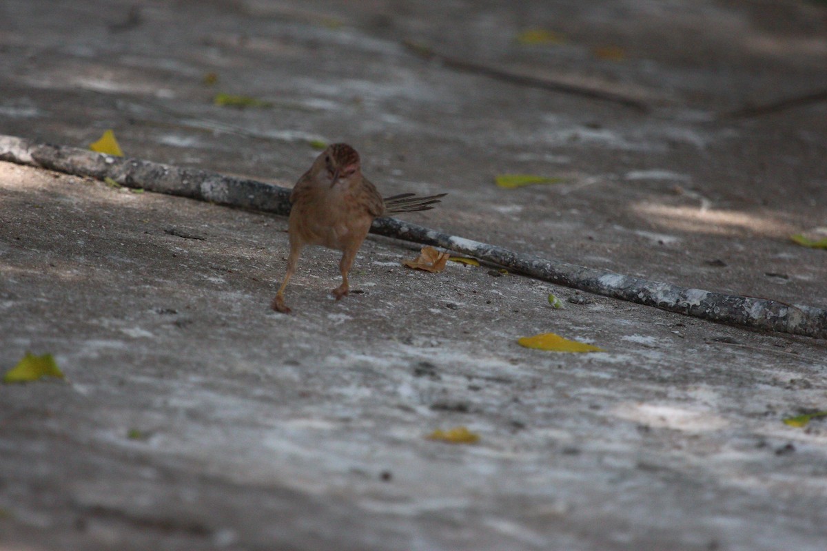 Common Babbler - ML619611688