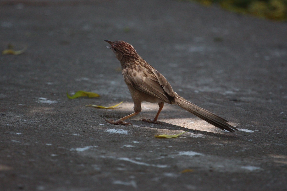 Common Babbler - PARTH PARIKH