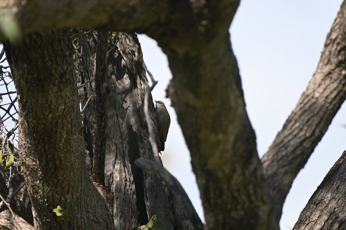 Brown Treecreeper - ML619611690