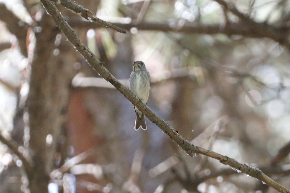 Dark-sided Flycatcher - Starlit Chen