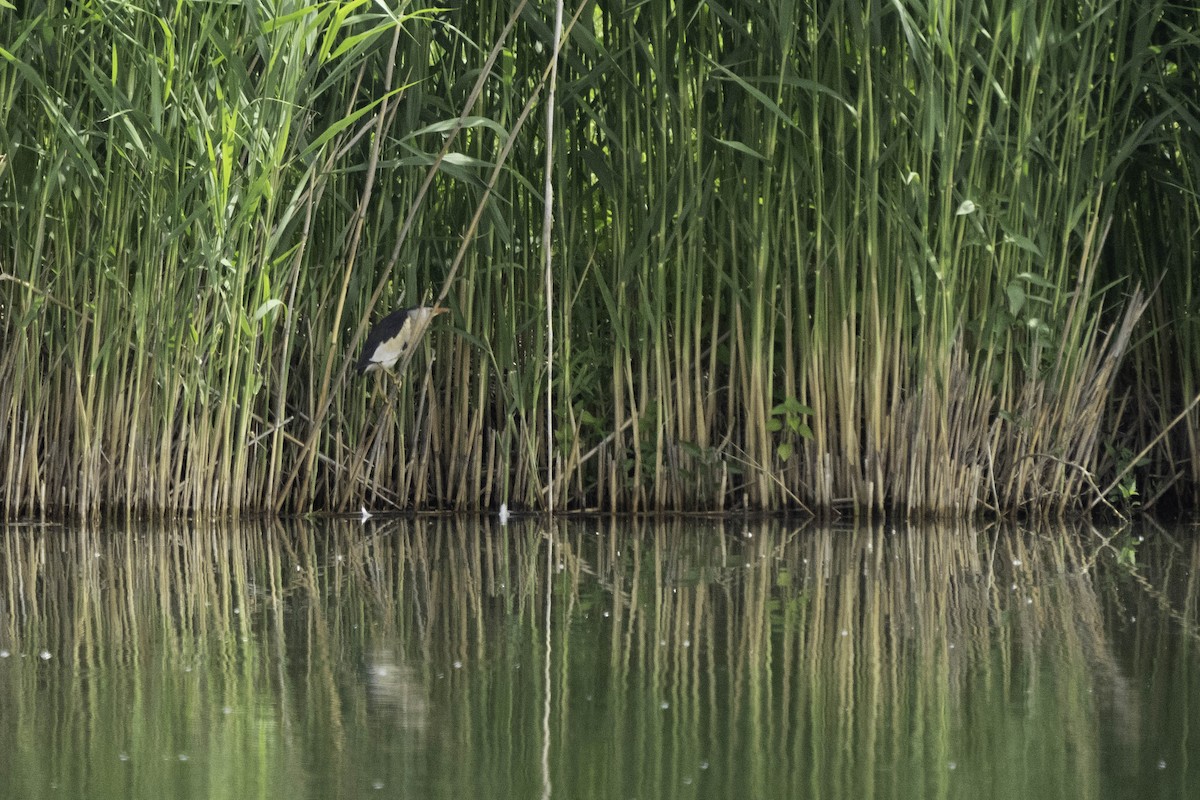 Little Bittern - Holger Schneider