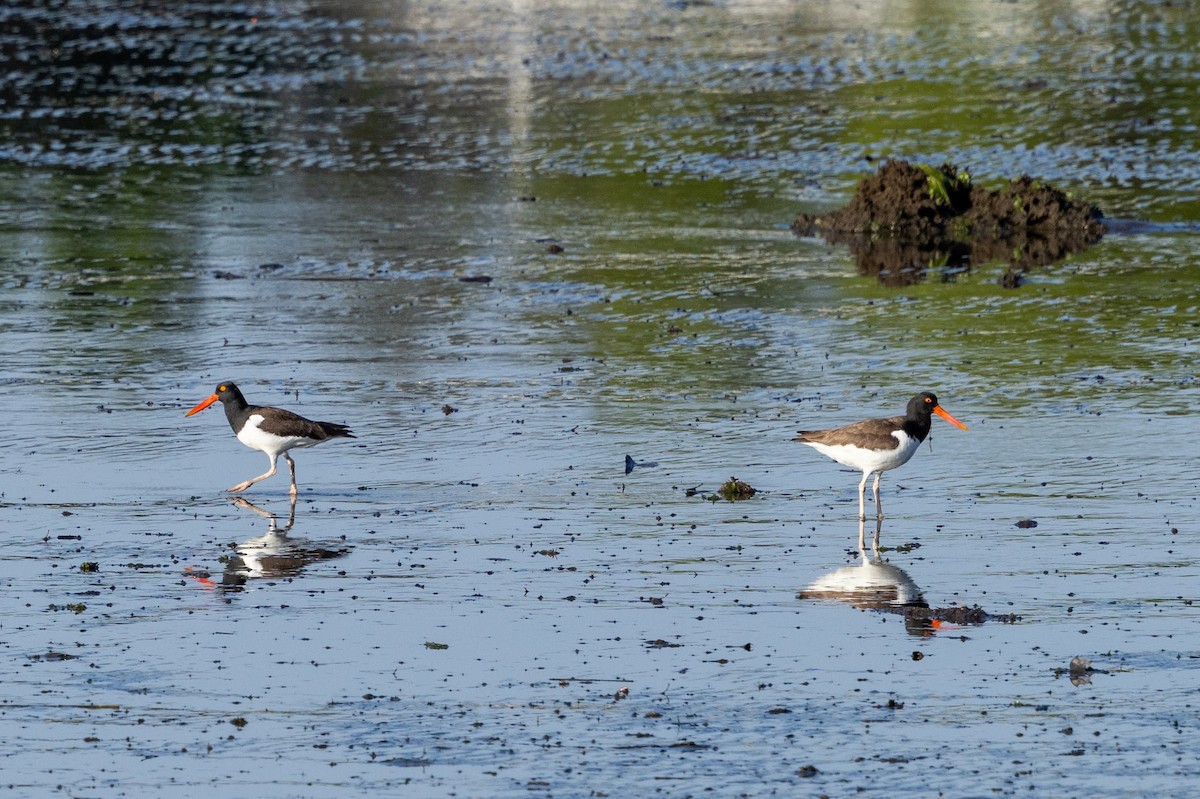 American Oystercatcher - ML619611696