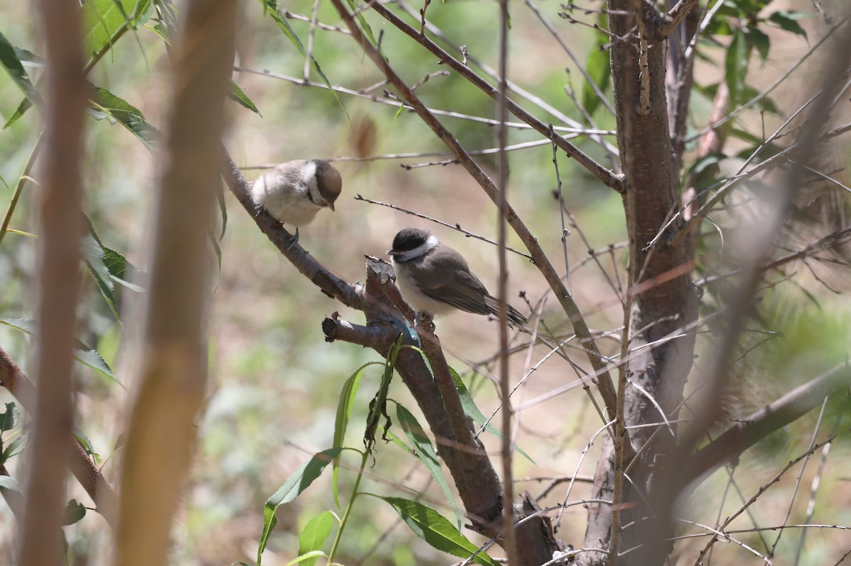 Marsh Tit - Starlit Chen