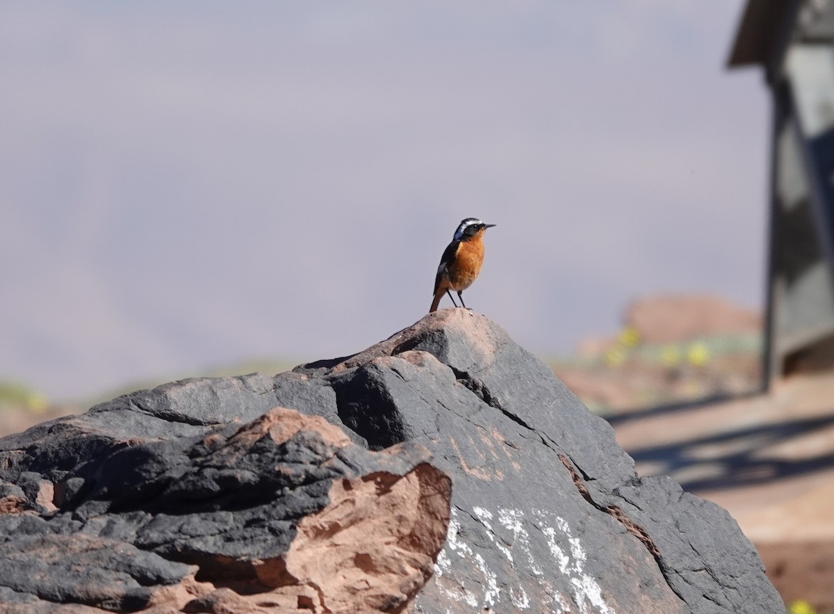 Moussier's Redstart - ML619611708