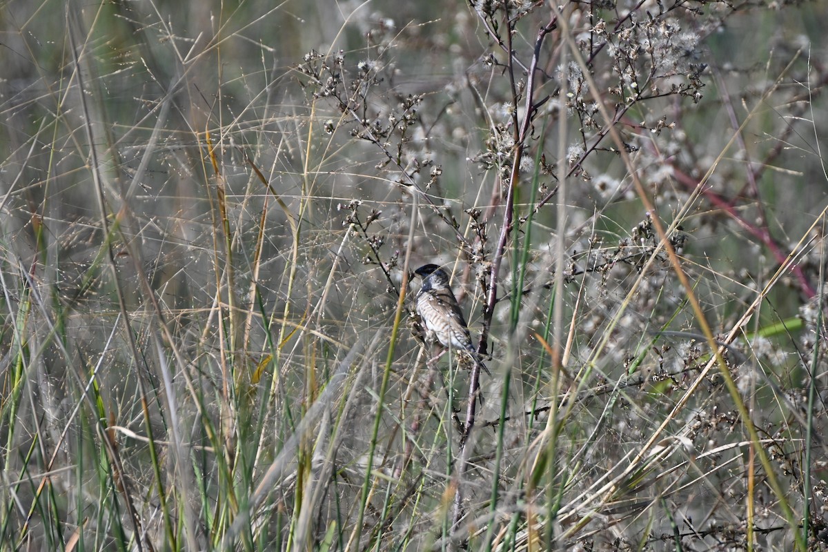 Plum-headed Finch - Hitomi Ward