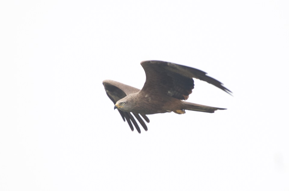 Black Kite - ML619611734