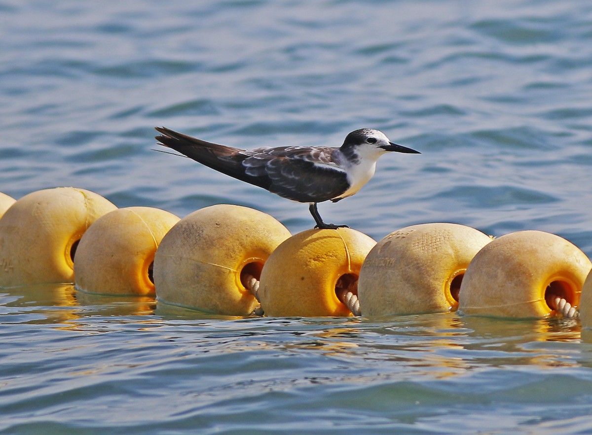 Bridled Tern - Neoh Hor Kee