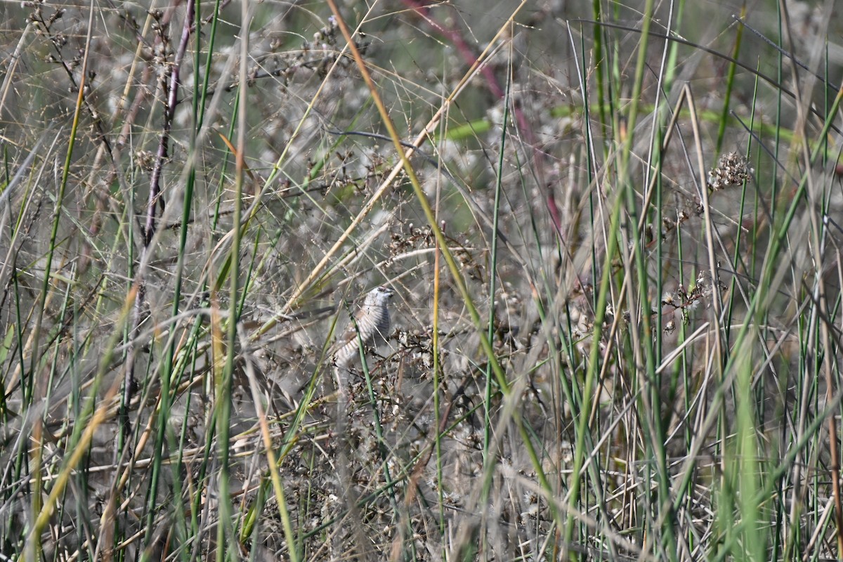 Plum-headed Finch - ML619611740