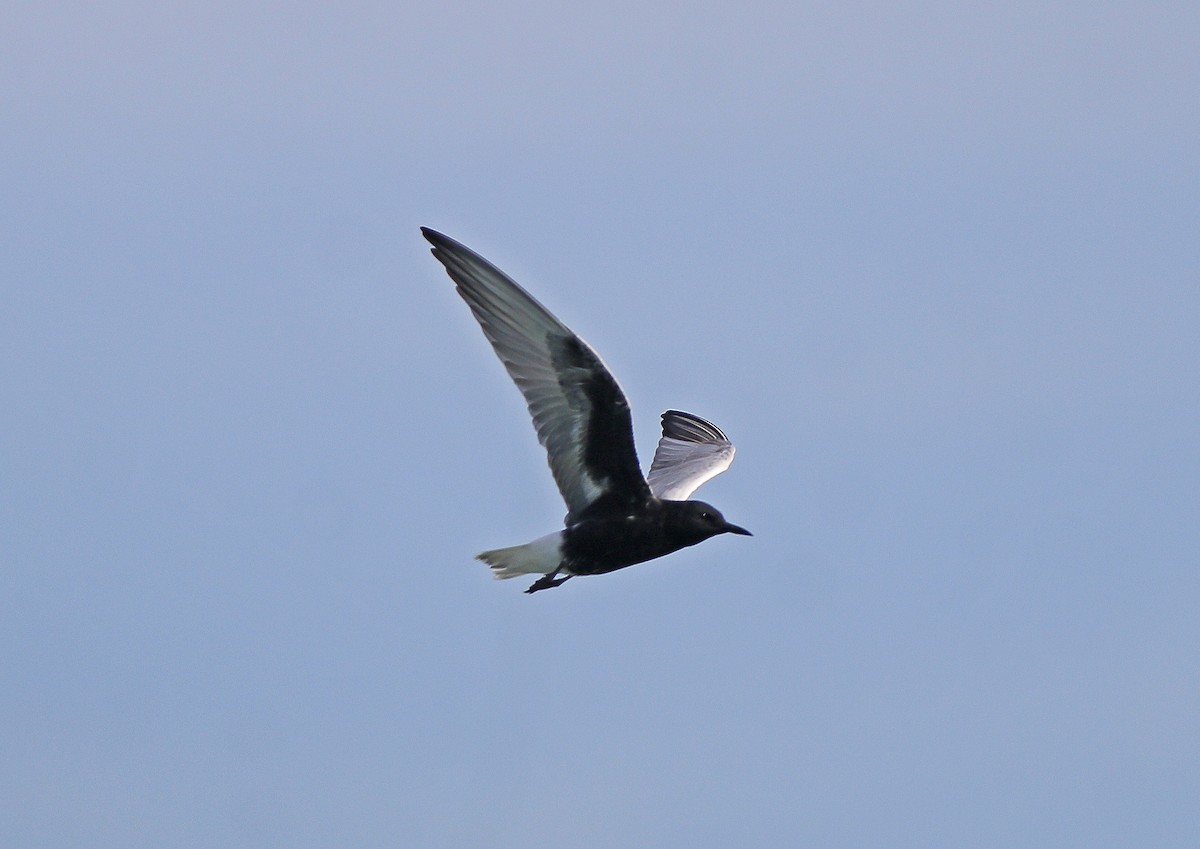 White-winged Tern - ML619611743
