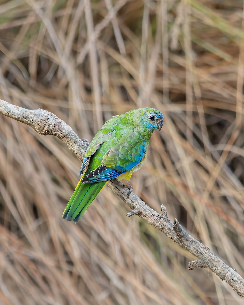 Turquoise Parrot - Ben Johns