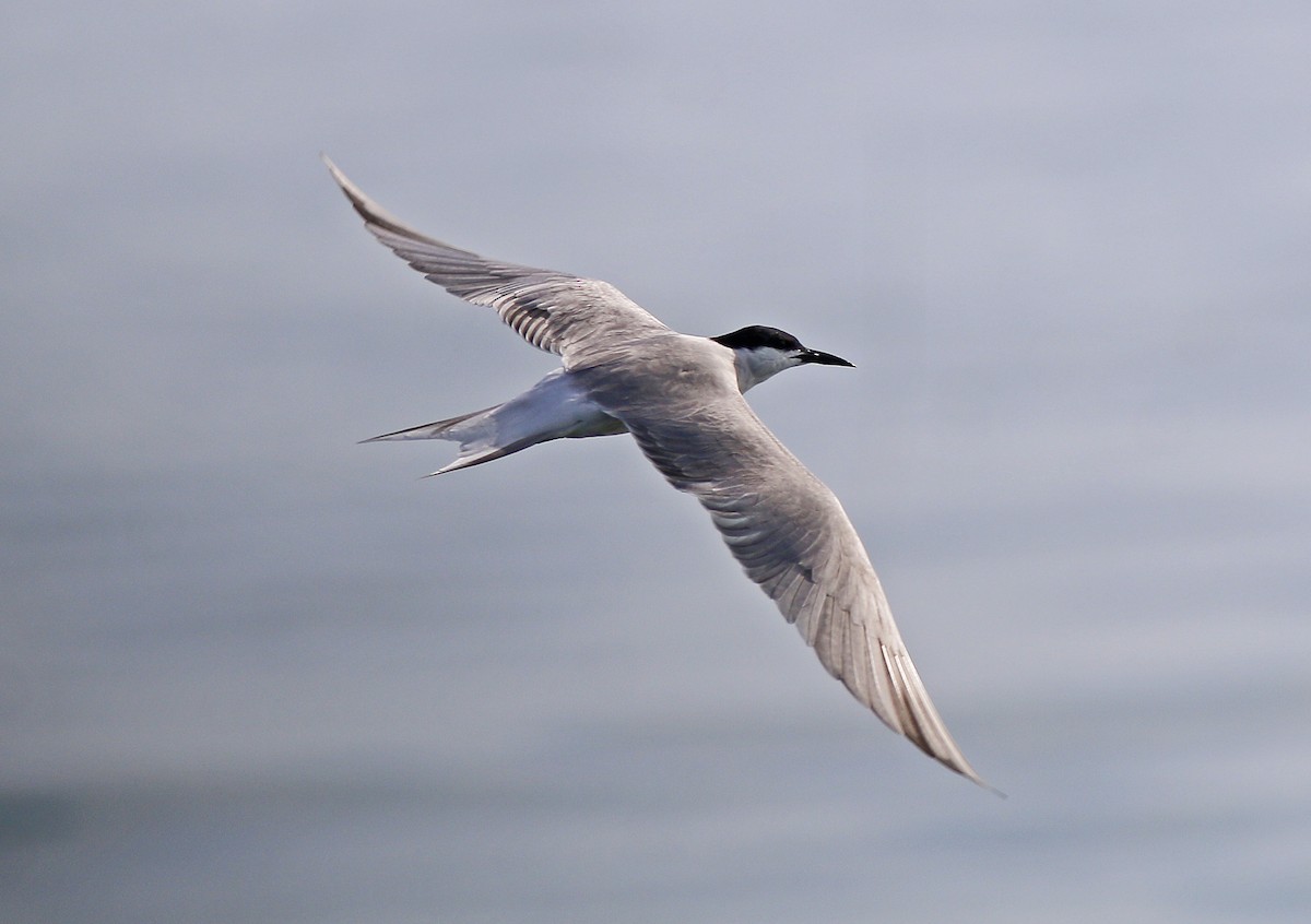 Common Tern - ML619611746