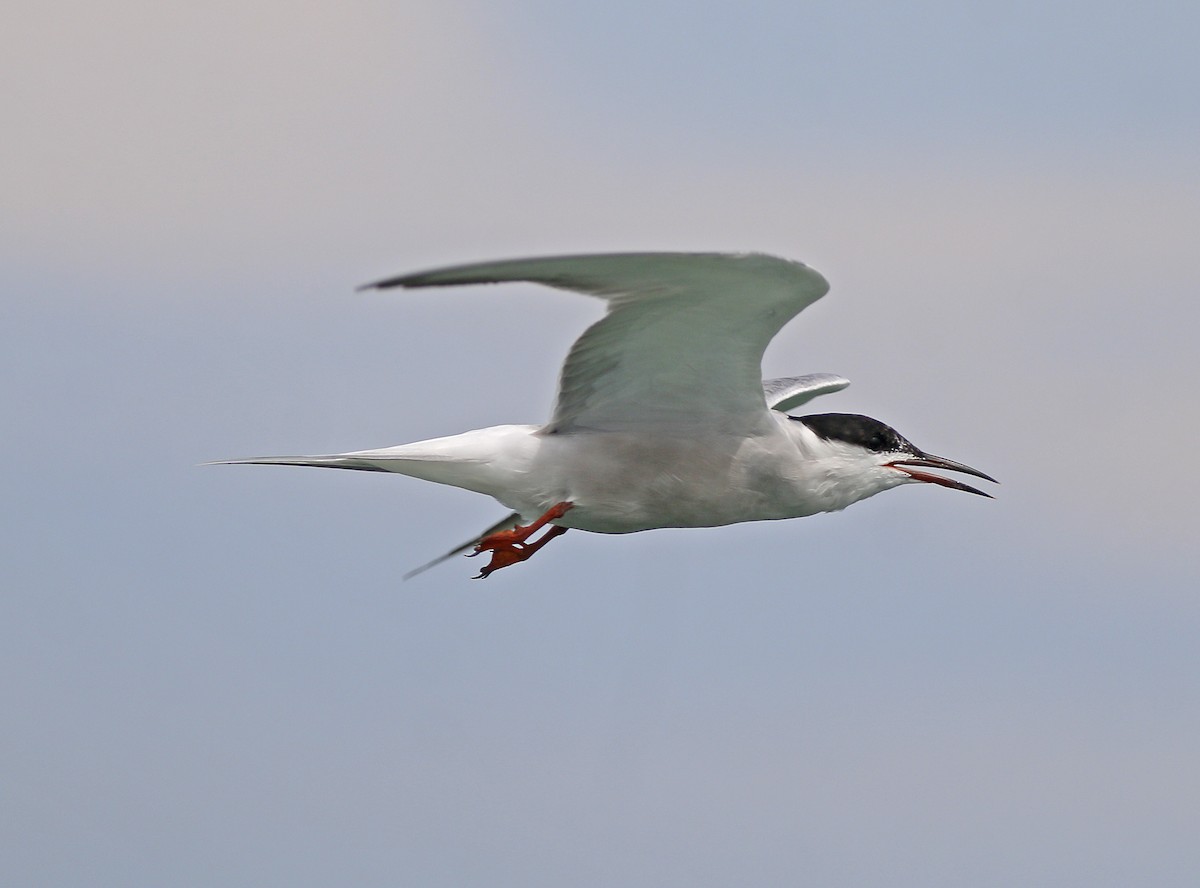 Common Tern - Neoh Hor Kee