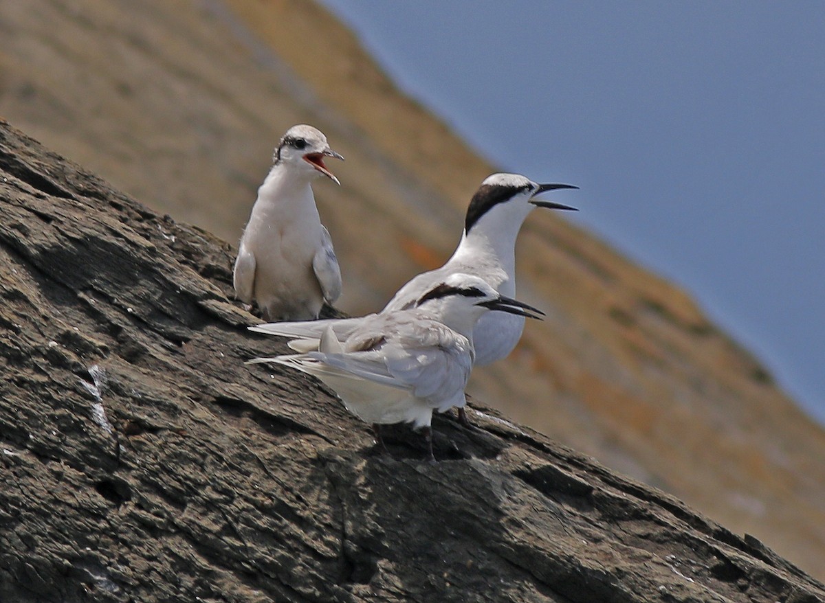 Black-naped Tern - ML619611751