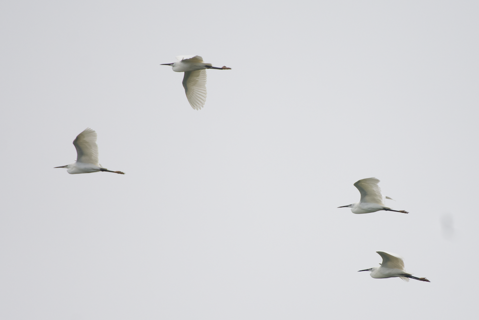 Little Egret - ML619611753