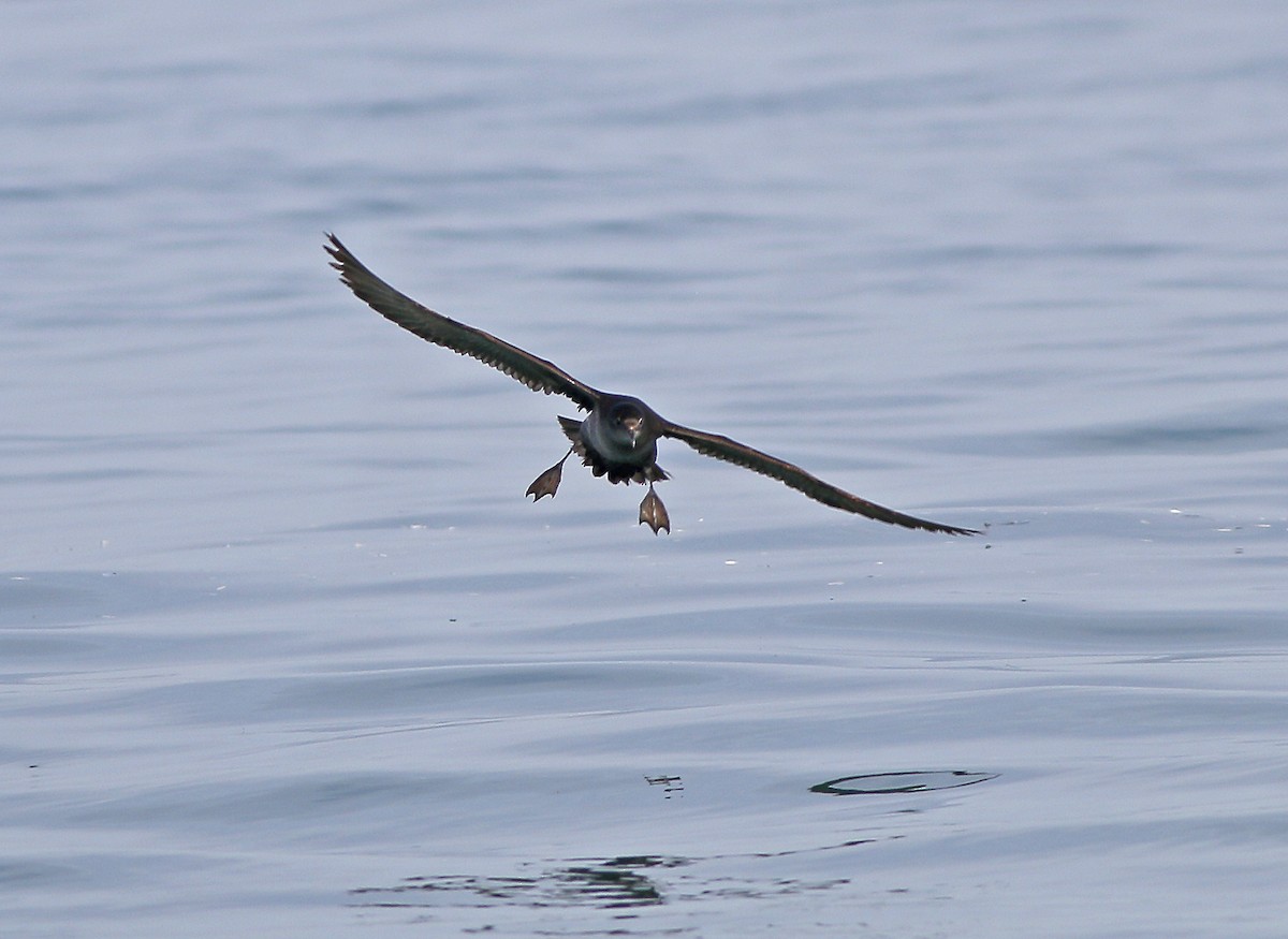 Short-tailed Shearwater - Neoh Hor Kee