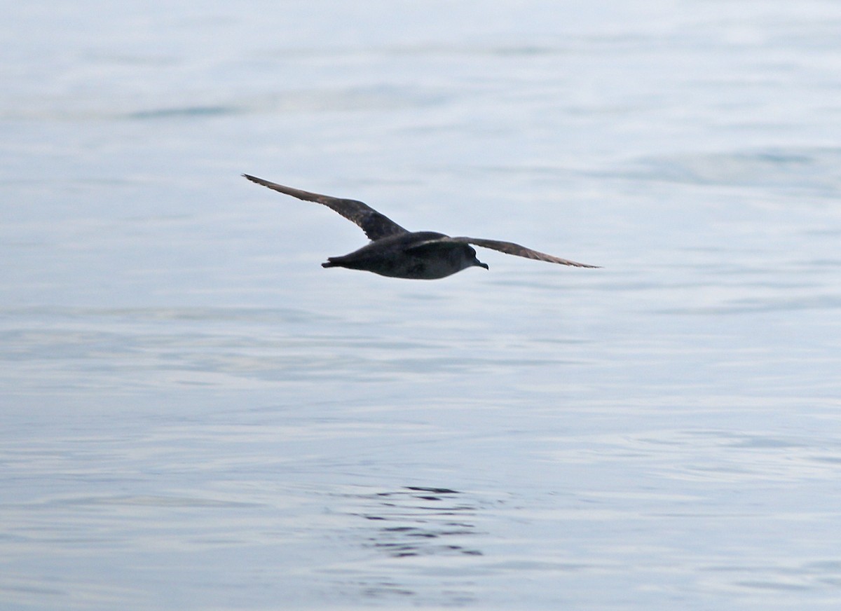 Short-tailed Shearwater - Neoh Hor Kee