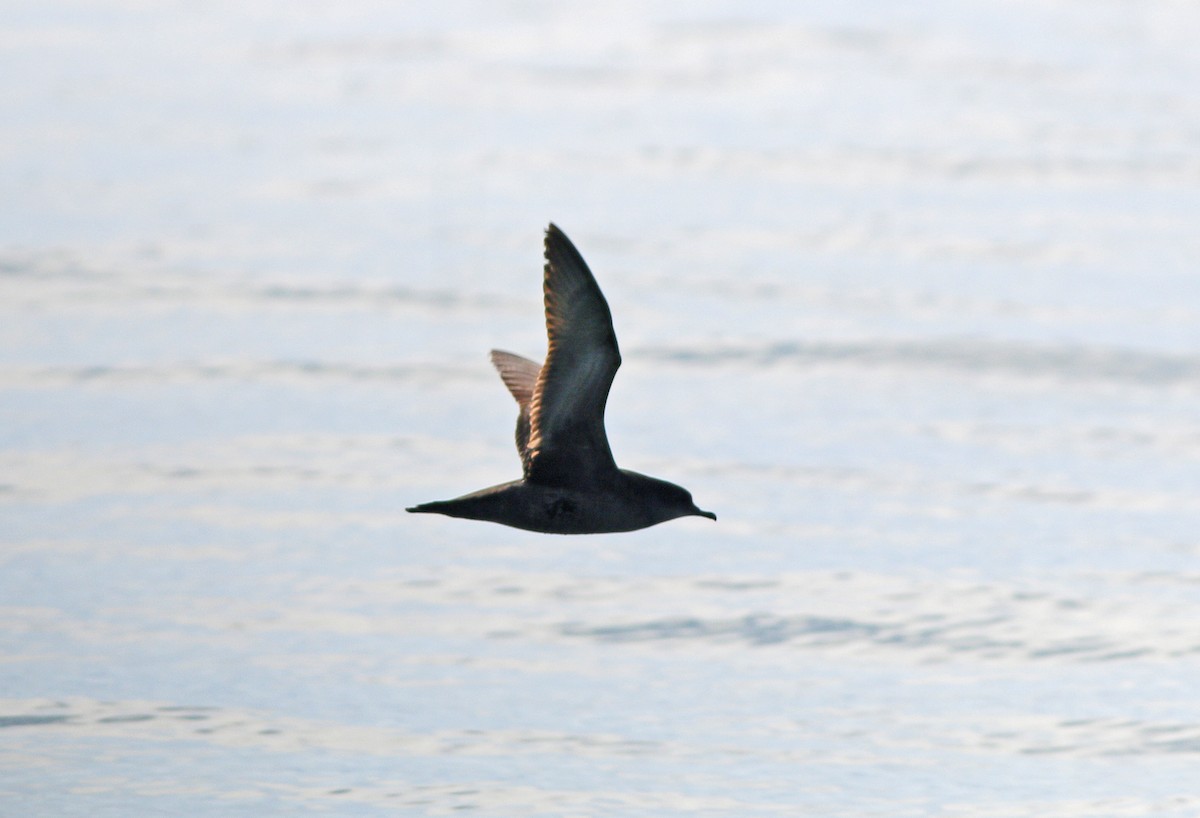 Short-tailed Shearwater - Neoh Hor Kee