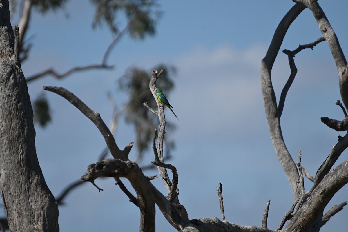 Red-rumped Parrot - ML619611766