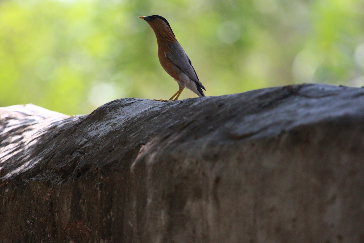 Brahminy Starling - ML619611773