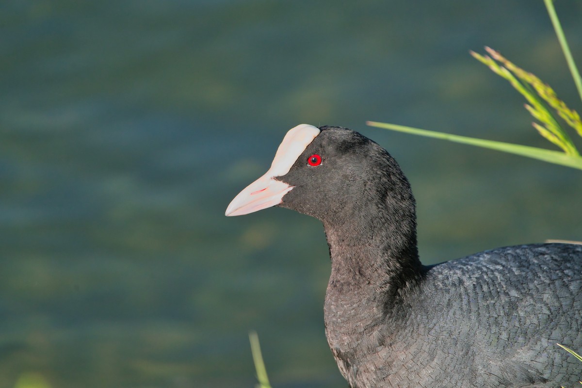 Eurasian Coot - Nicola Marchioli