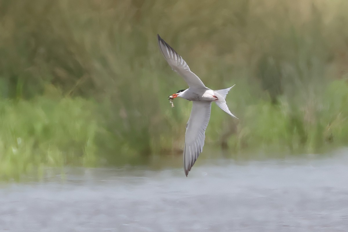 Common Tern - Dave Curtis
