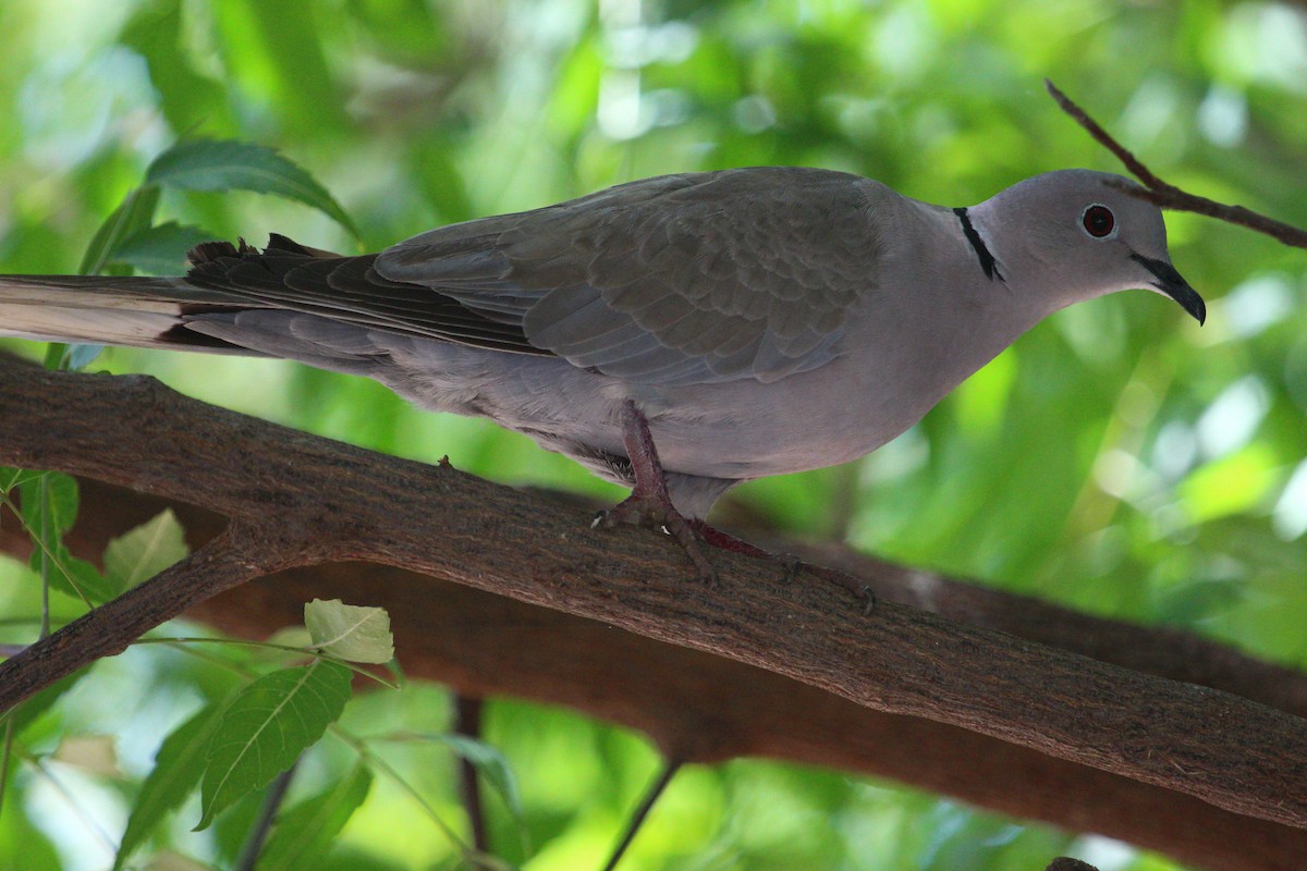 Eurasian Collared-Dove - PARTH PARIKH