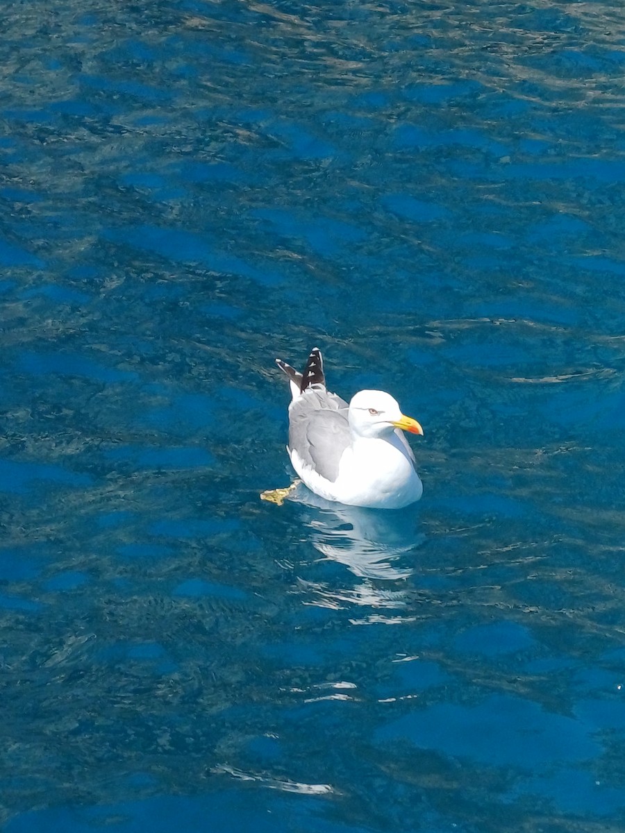 Yellow-legged Gull - Jorge Crespo Pérez