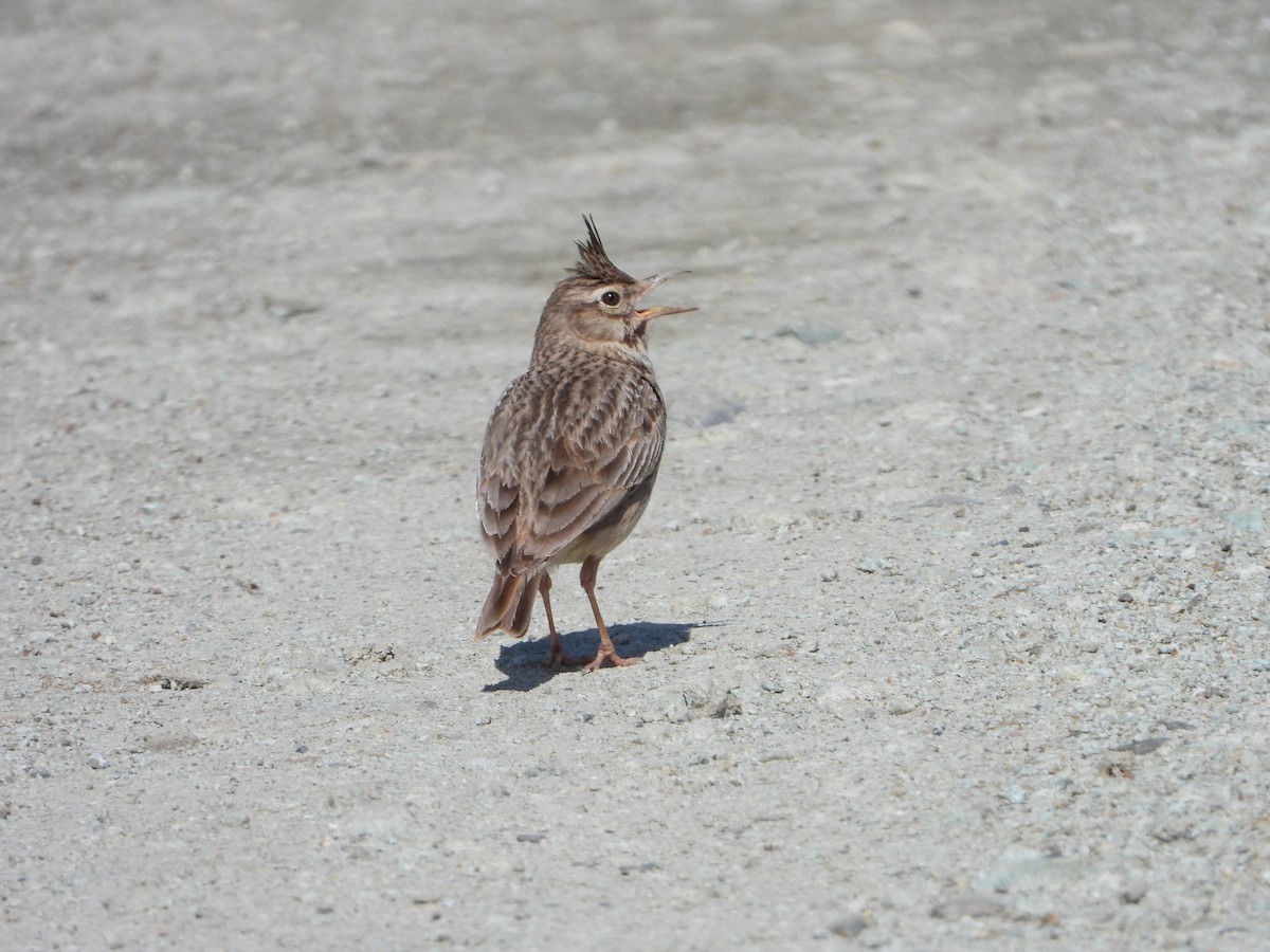 Crested Lark - Elena Baonza Díaz