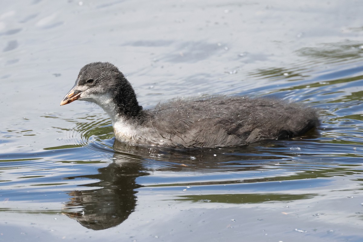 Eurasian Coot - Dave Curtis