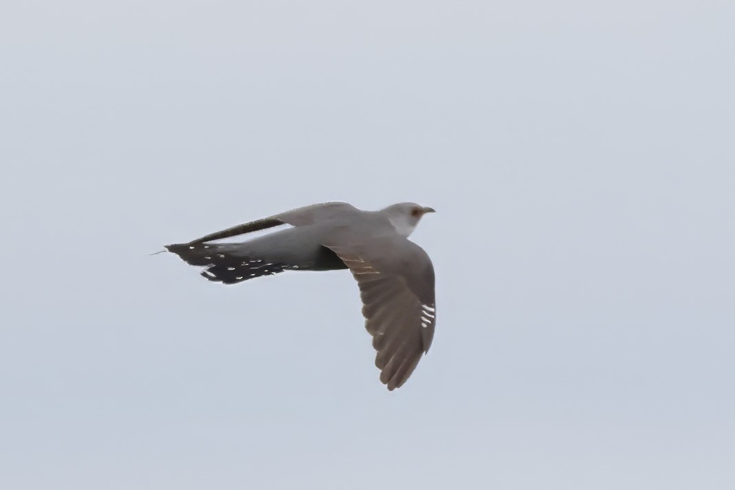 Common Cuckoo - Dave Curtis