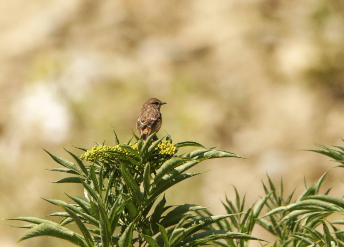 Siberian Stonechat - Meruva Naga Rajesh